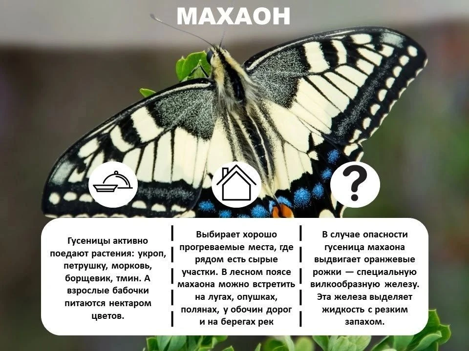 🦋Лошадь Пржевальского и филин в Красной книге Оренбуржья
