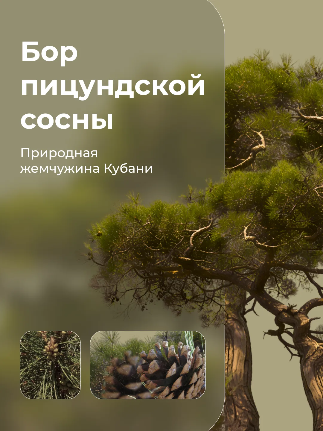 🌲 Недалеко от курортного посёлка Дивноморское раскинулся уникальный природный памятник...