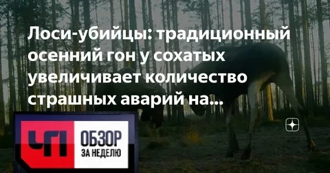 Внимание — регионы накрыл лосиный гон. Обезумевшие сохатые ищут самок, появляются в нео...