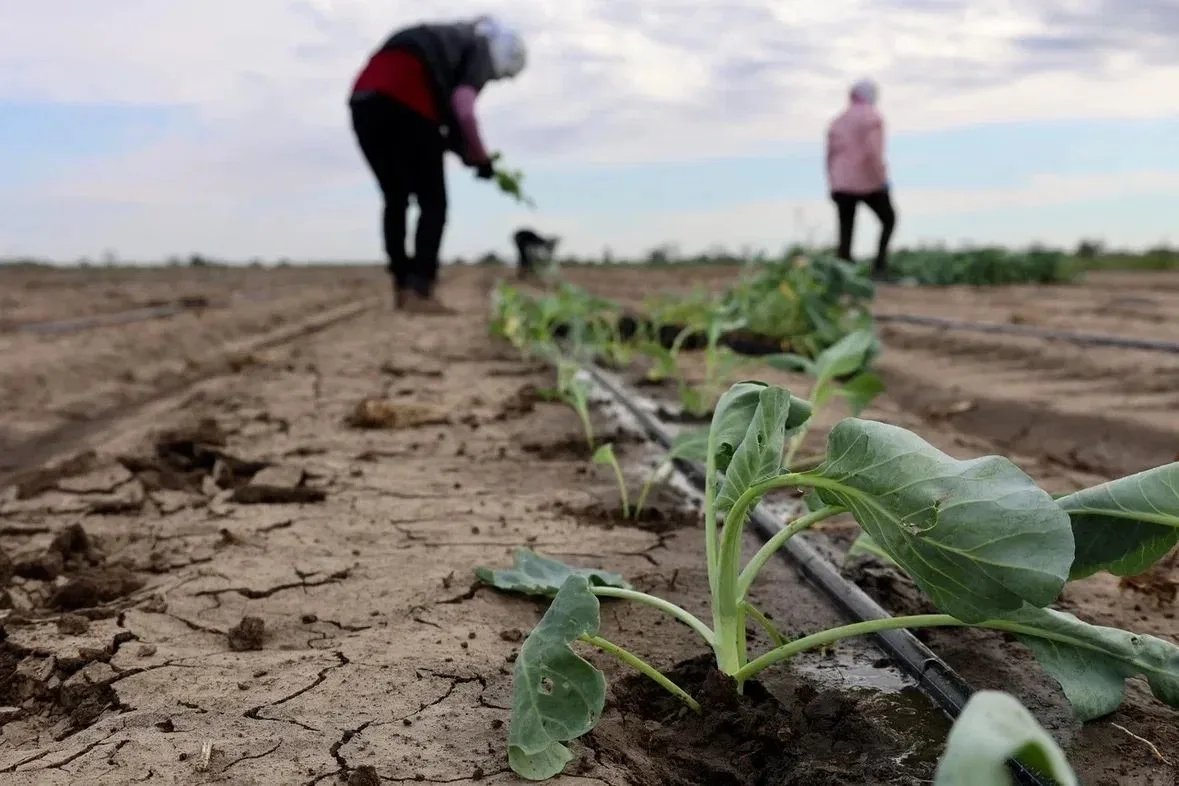 🌱 В Астраханской области на полях высаживают позднюю белокочанную капусту

В Володарском районе КФХ