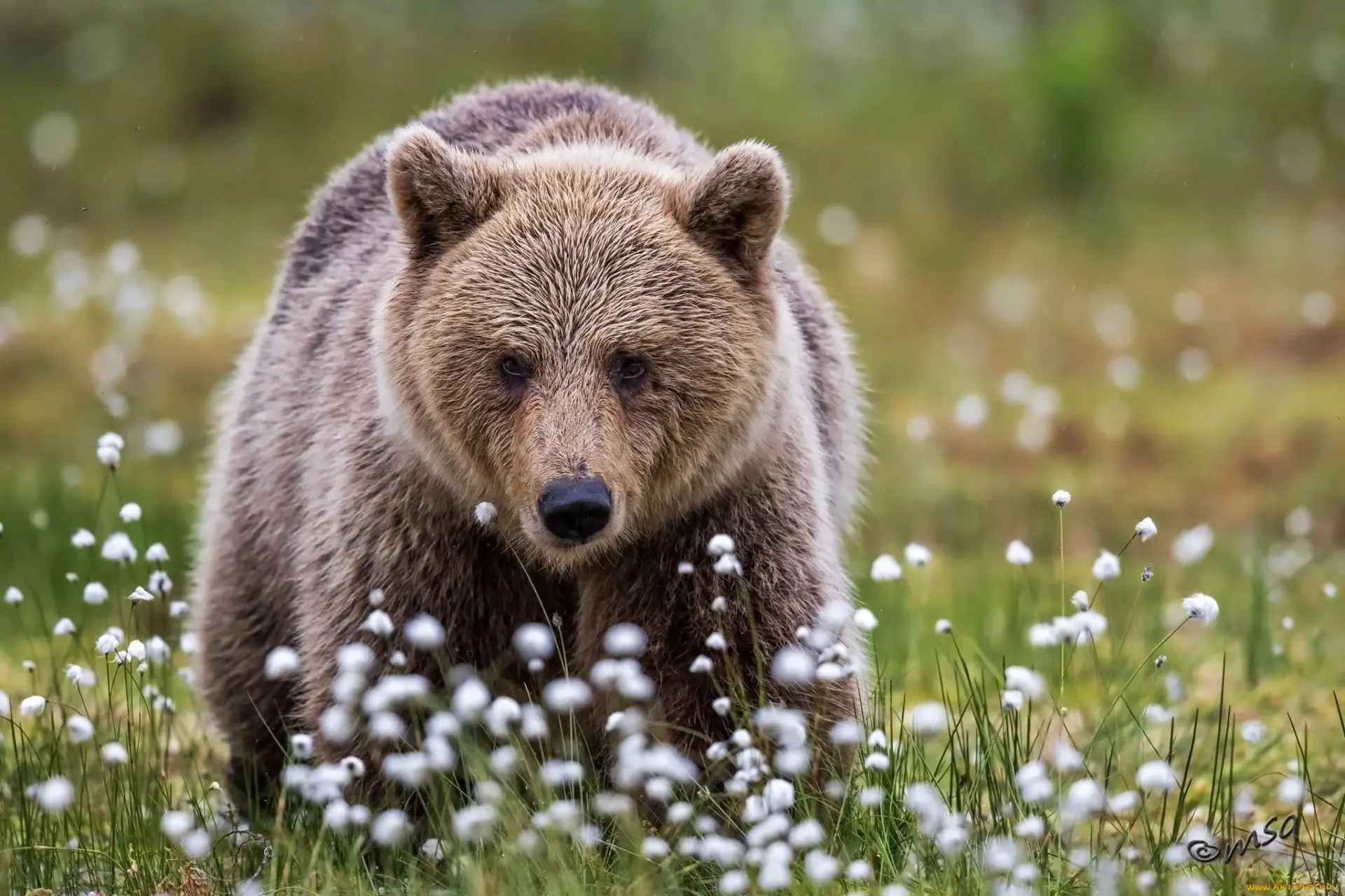 🐻 Внимание! 18 июня 2026 года в единую дежурно-диспетчерскую службу Печенгского округа...