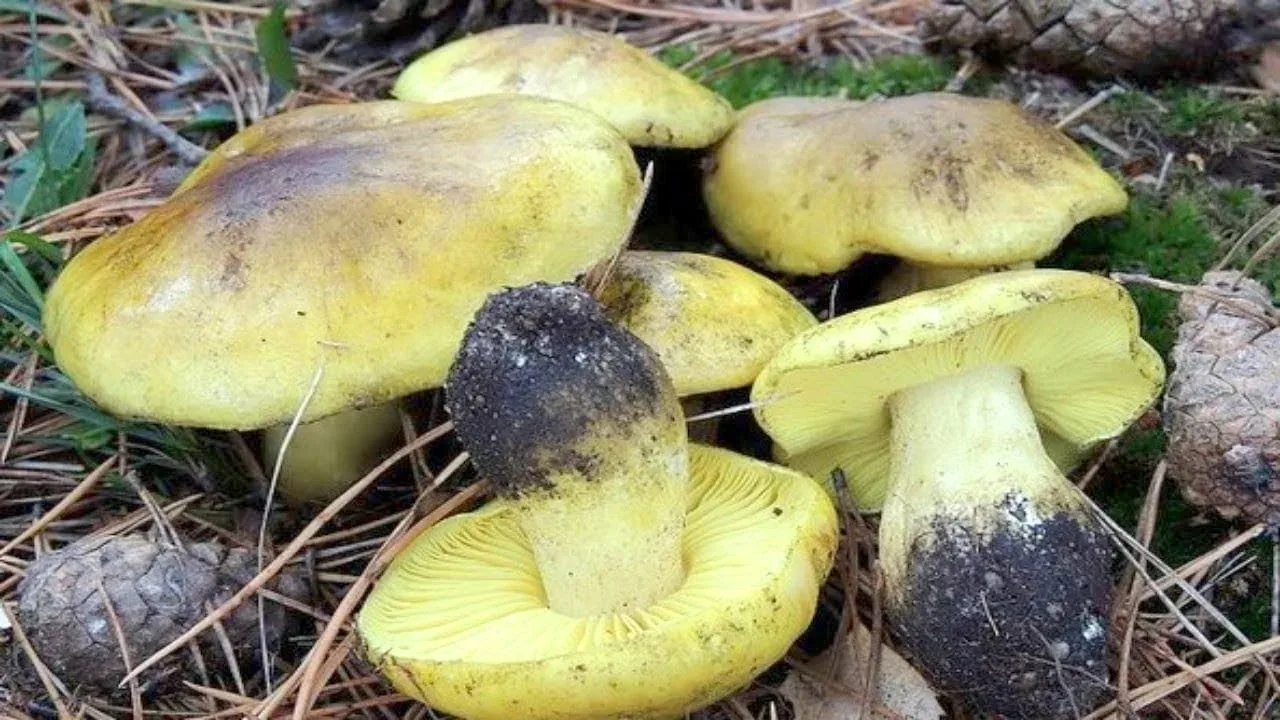 🍂 4 октября. Запечковский лес. Здесь, в отличие от Гдовки, каждый уголок давно изучен ...