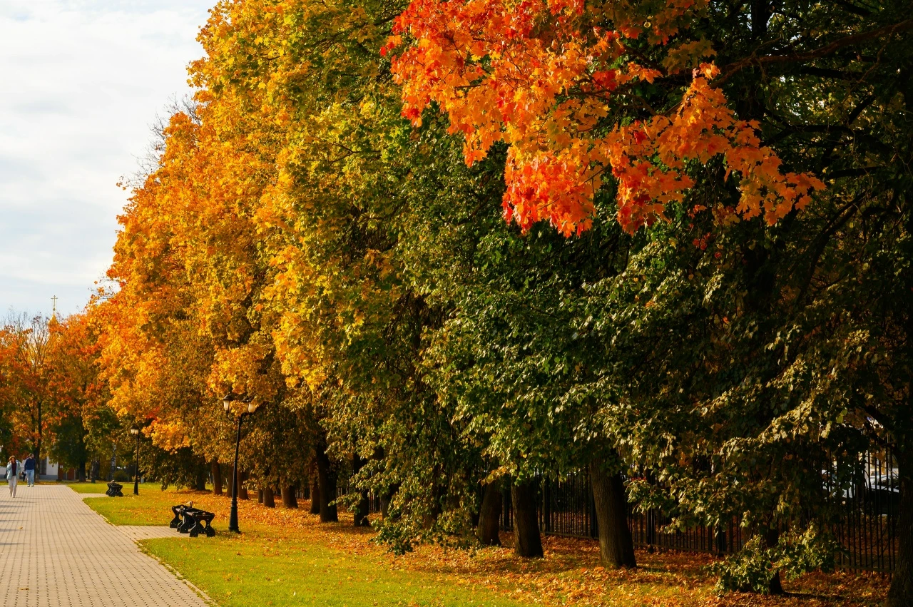 🍁 Краски осени в ВлГУ