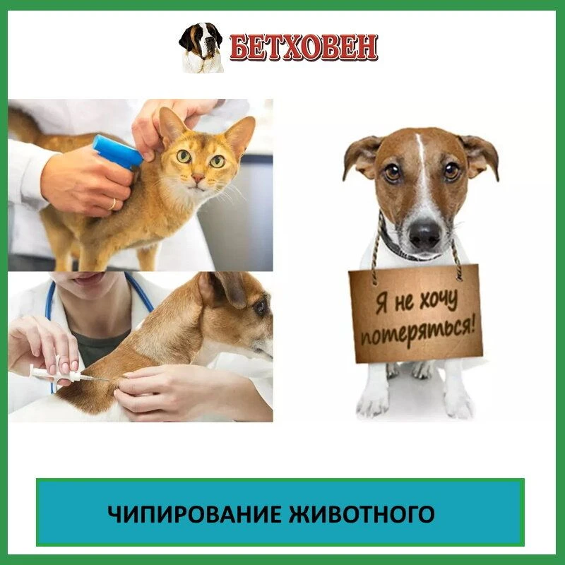 Чипирование животных: суть и назначение