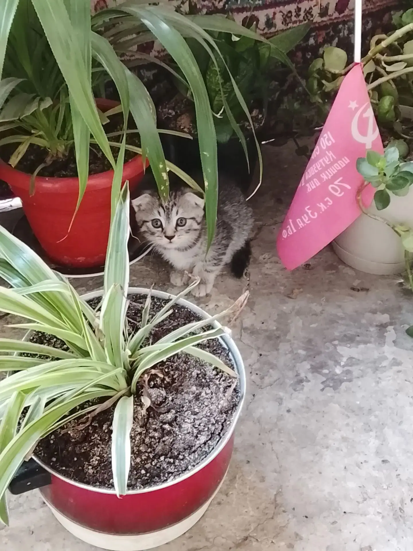 Отдам в добрые руки котёнок девочка 10 числа 2 месяца. К лотку приручена кушает всё. За...