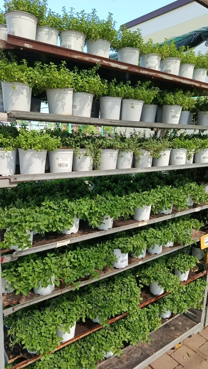 Ждём вас за рассадой овощей и однолетних цветов 🌼🌿