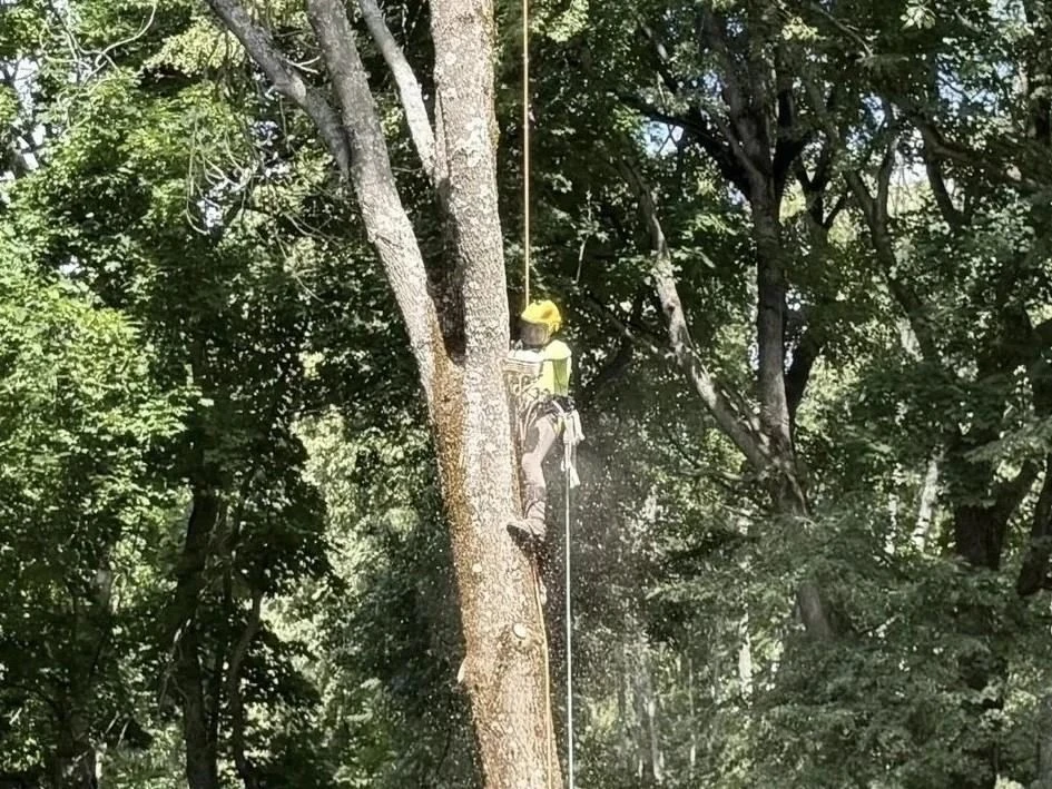 🌳 Они снова на деревьях в Рязанке.