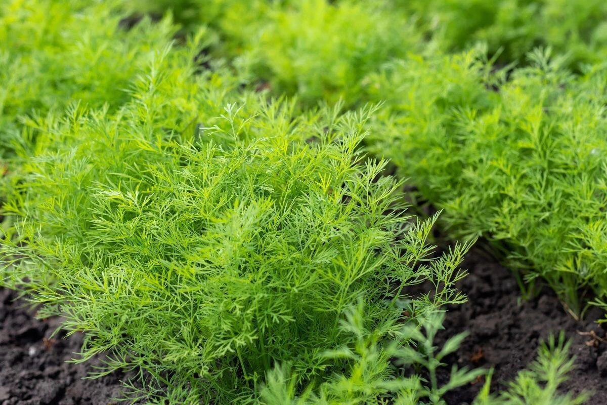 Сорта укропа без зонтиков 🌿