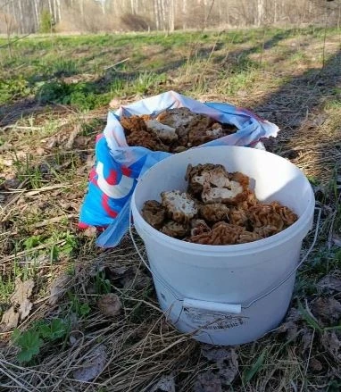 🍄 Нашествие сморчков и строчков в лесах Кировской области  ---------------- 👉 Поиск каналов в MAX  🚀
