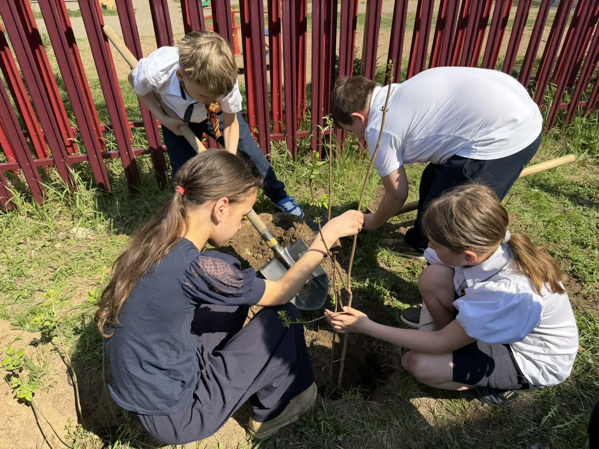 🌱 Сирень Победы: память, которая цветет  Сегодня 3в класс вместе с классным руководителем Натальей М