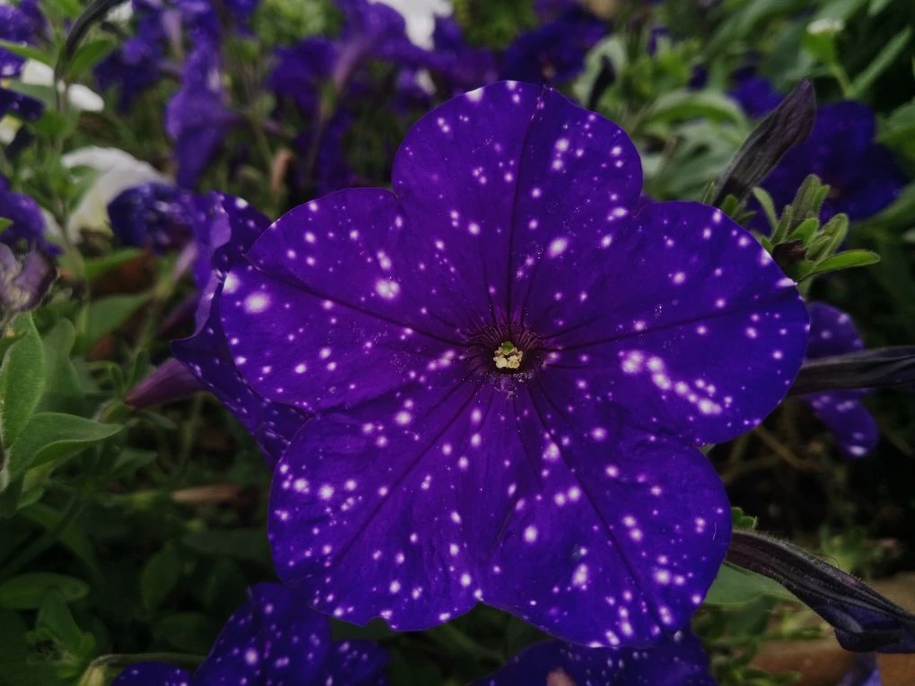 🌌🛸🌸 Путешествие по цветочным галактикам Петербурга...