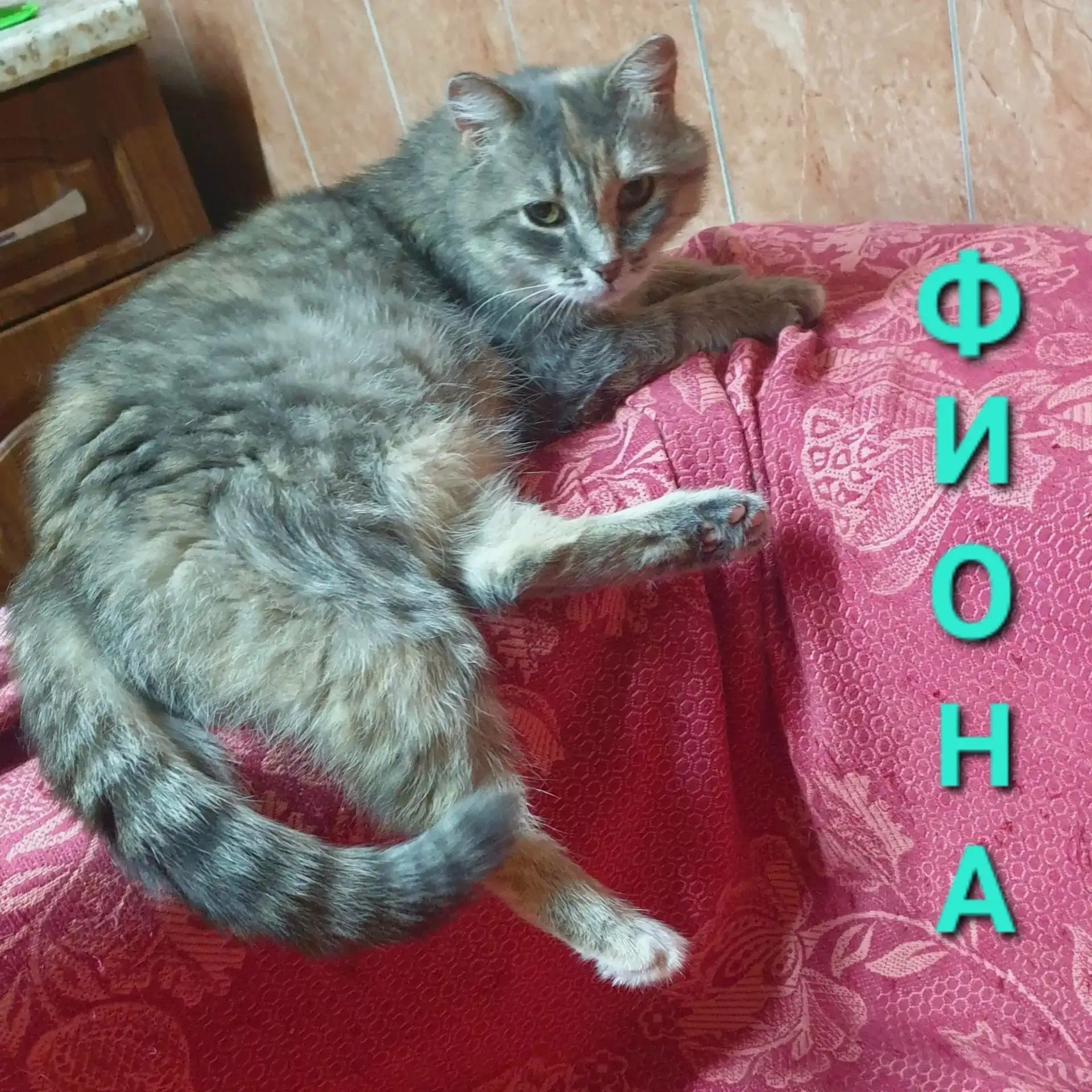 🐈 Ласковая кошечка ФИОНА