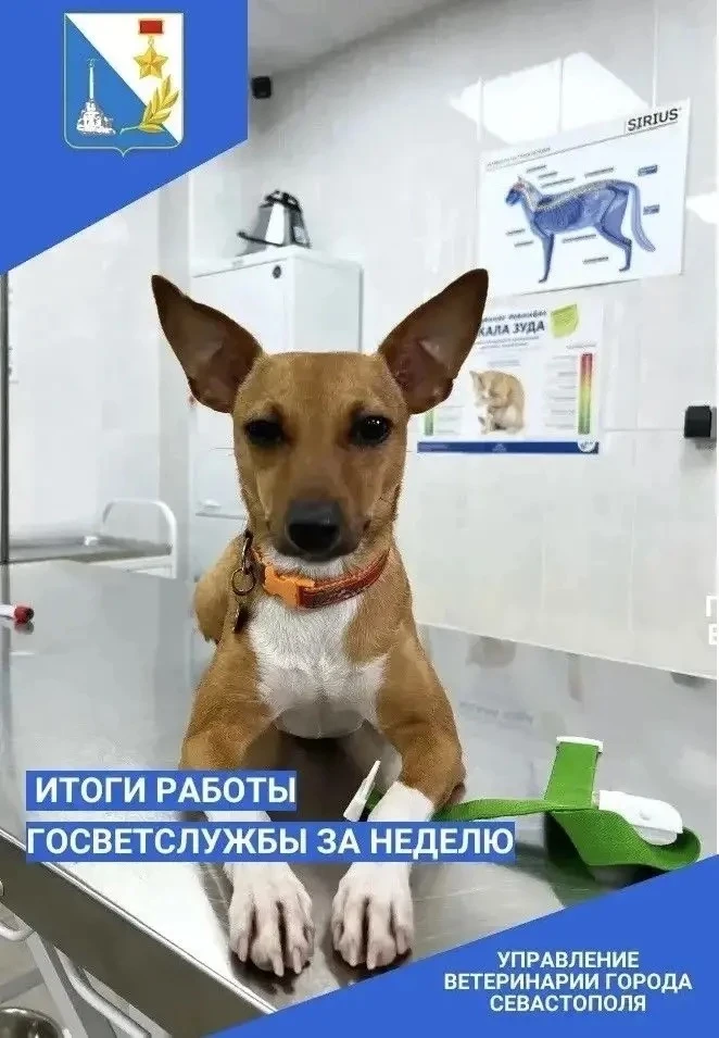 Итоги работы госветслужбы за прошедшую неделю