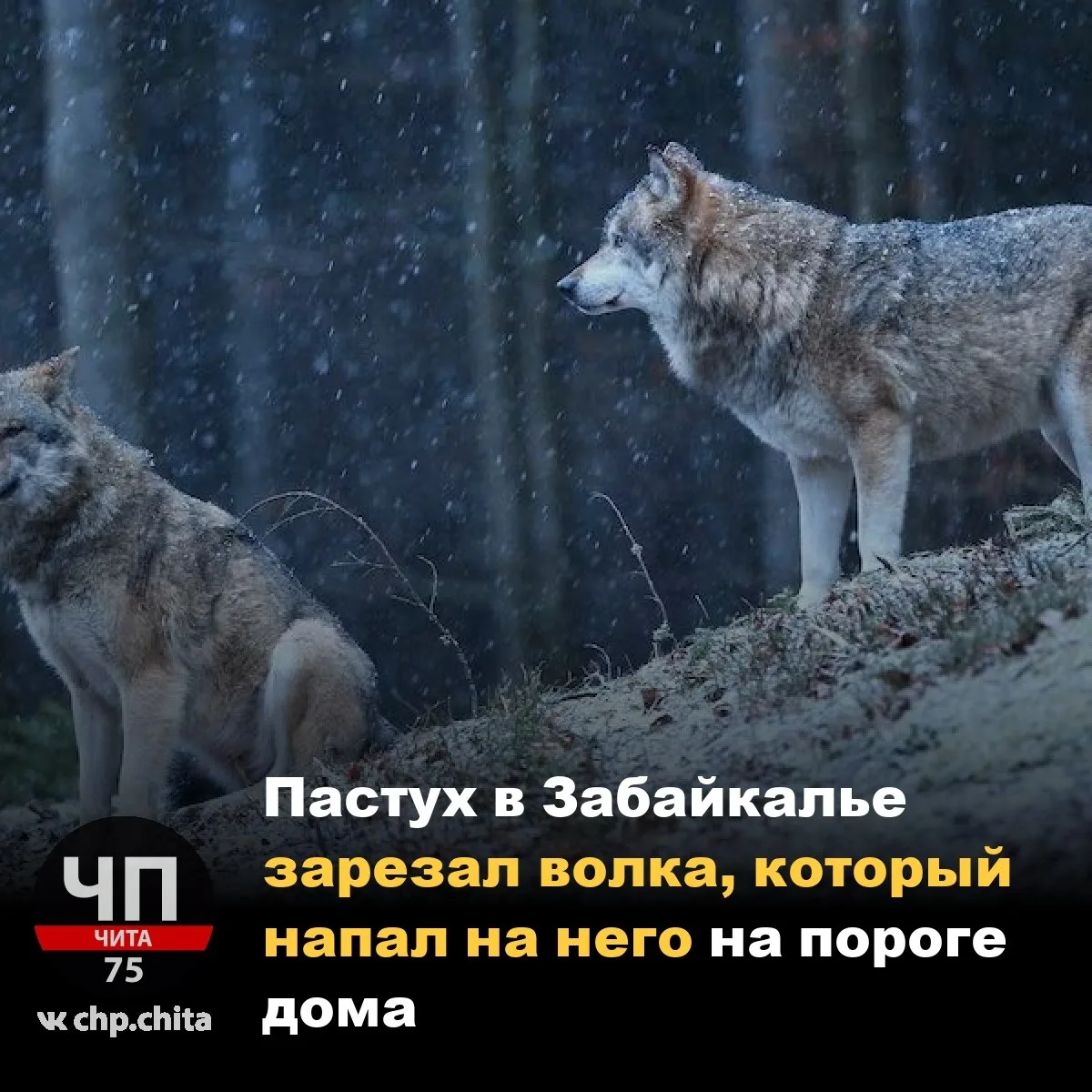 😱 Пастух в Забайкалье зарезал волка, который напал на него на пороге дома