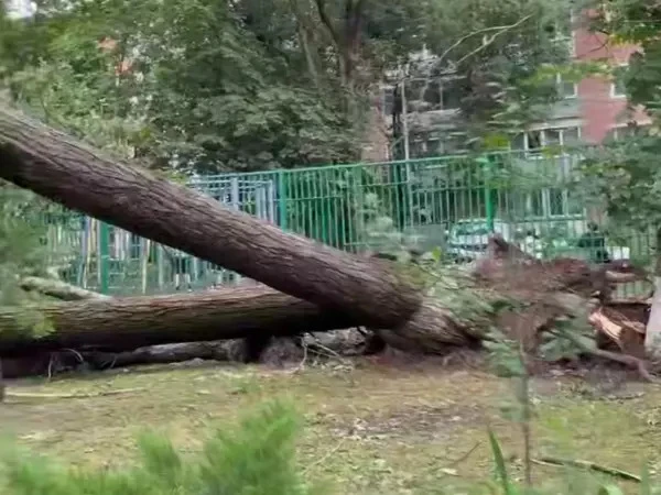❗️😨В Ростове после сильного урагана повреждены территории 14 детсадов и 16 школ