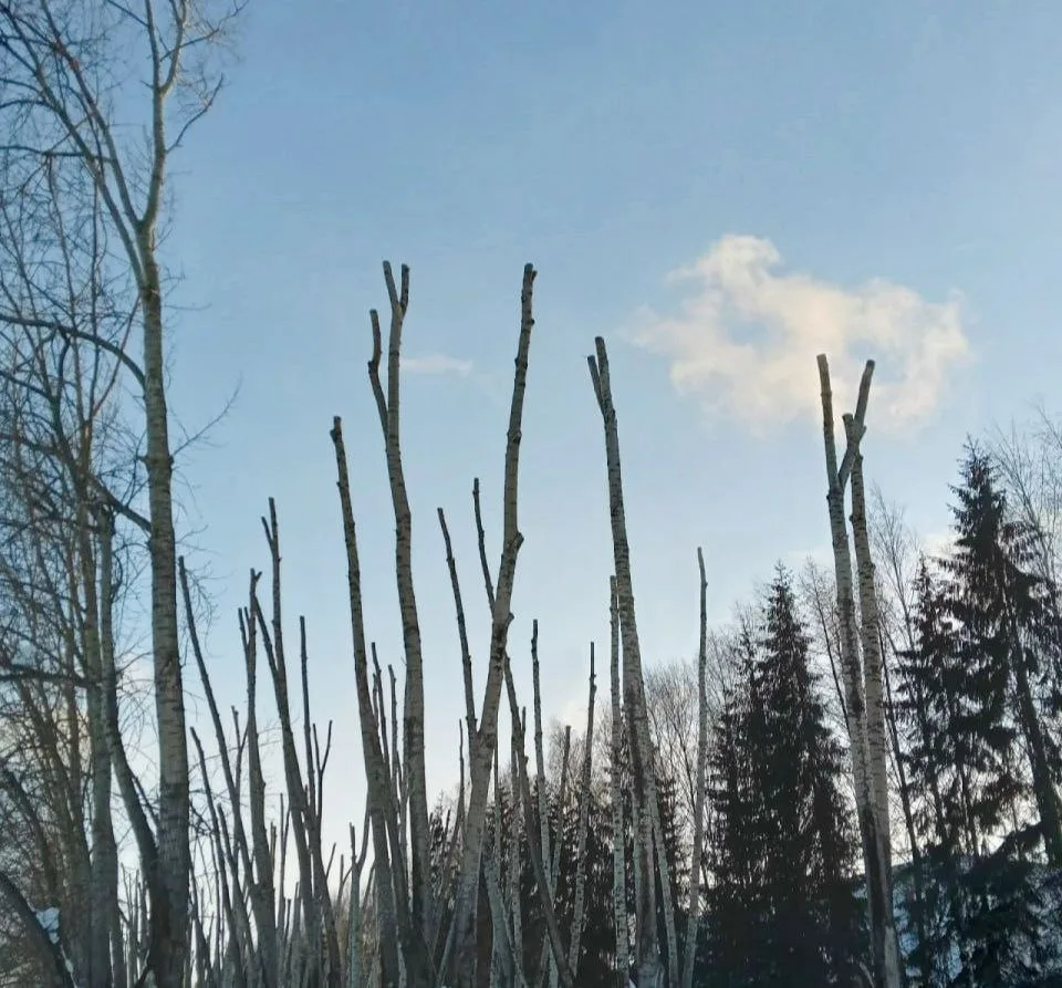 Когда тополя на Производственной оправятся от радикальной «стрижки»?

🌳Кировчане уже много раз выск