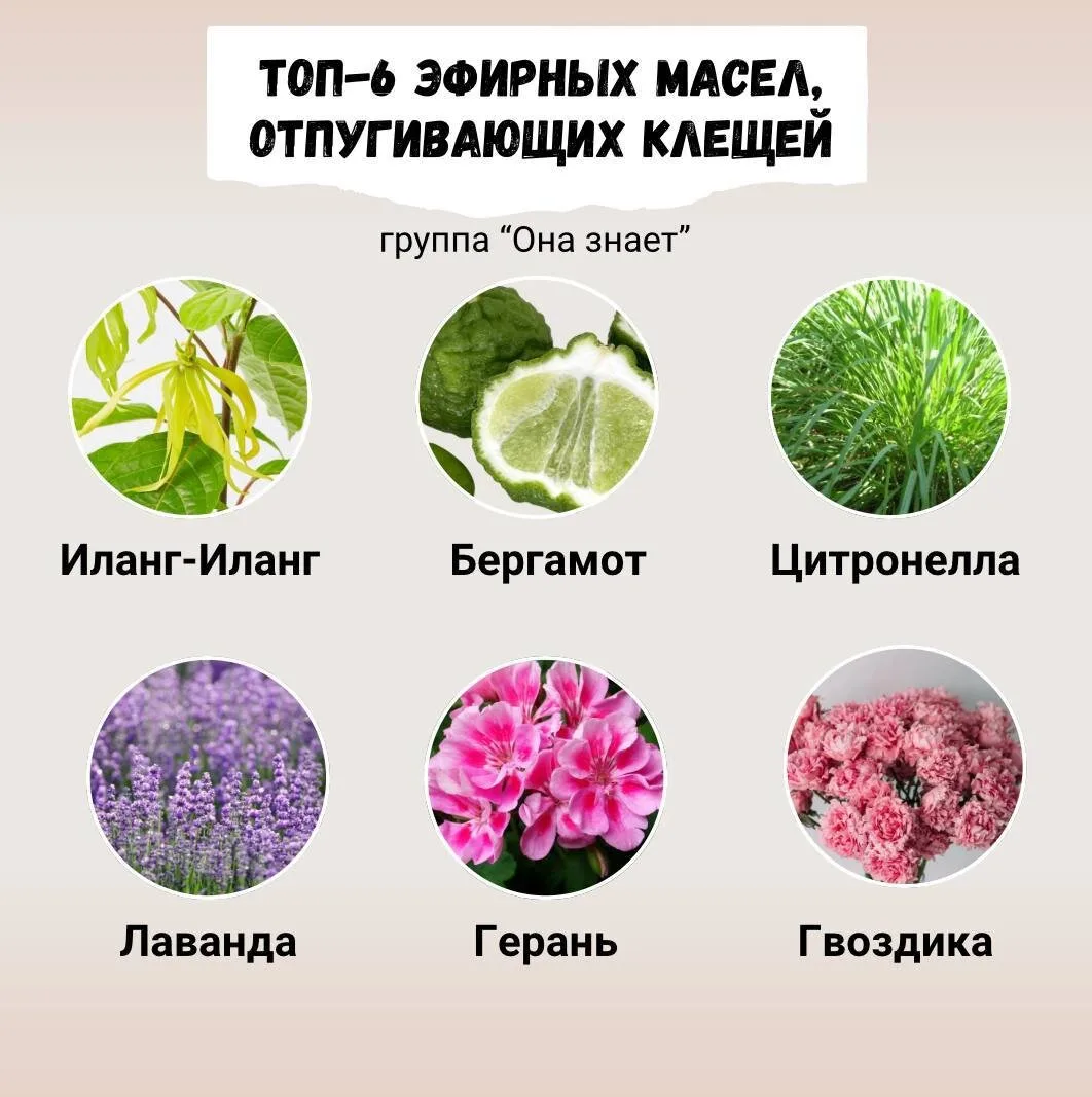 ТОП-6 эфирных масел от клещей! Как их применять?

-Добавить несколько капель эфирного масла в воду д