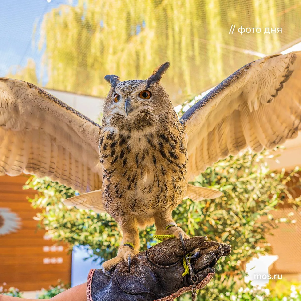 🦉 Соколиный двор в музее-заповеднике «Коломенское» — уникальное пространство, где можн...