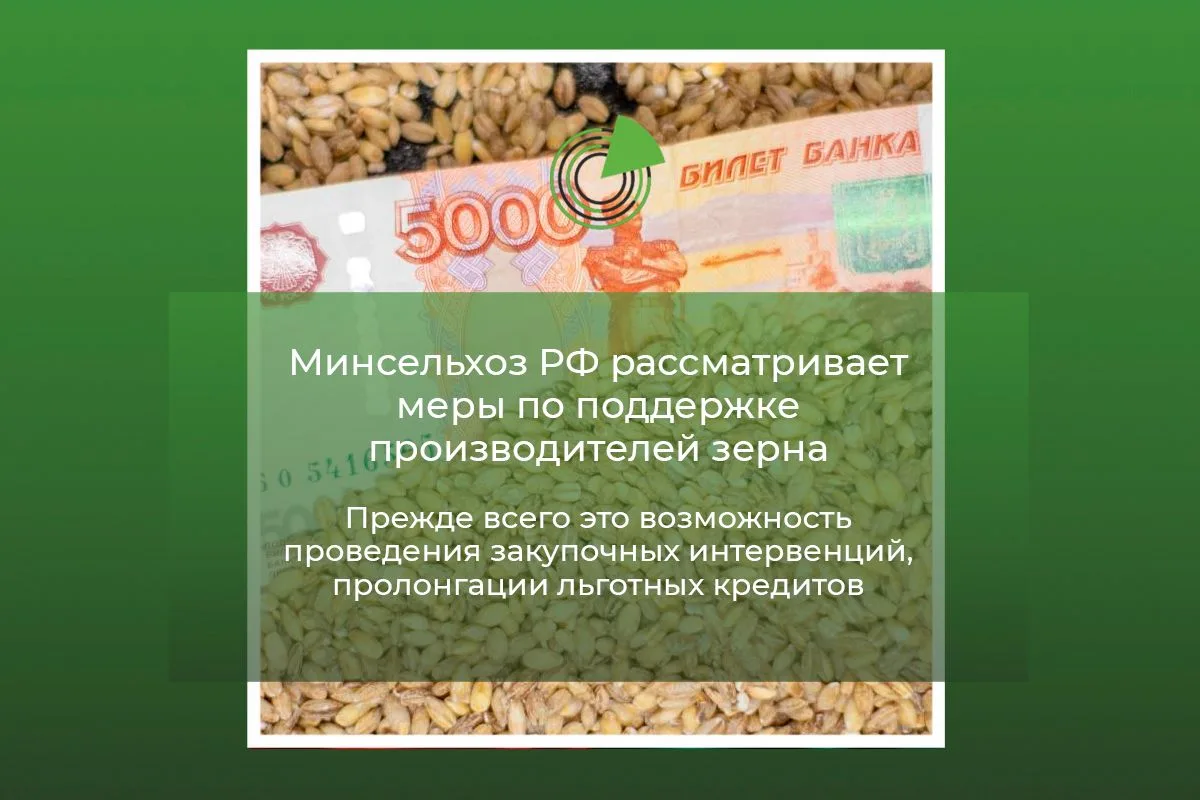 МИНСЕЛЬХОЗ РФ РАССМАТРИВАЕТ МЕРЫ ПО ПОДДЕРЖКЕ ПРОИЗВОДИТЕЛЕЙ ЗЕРНА