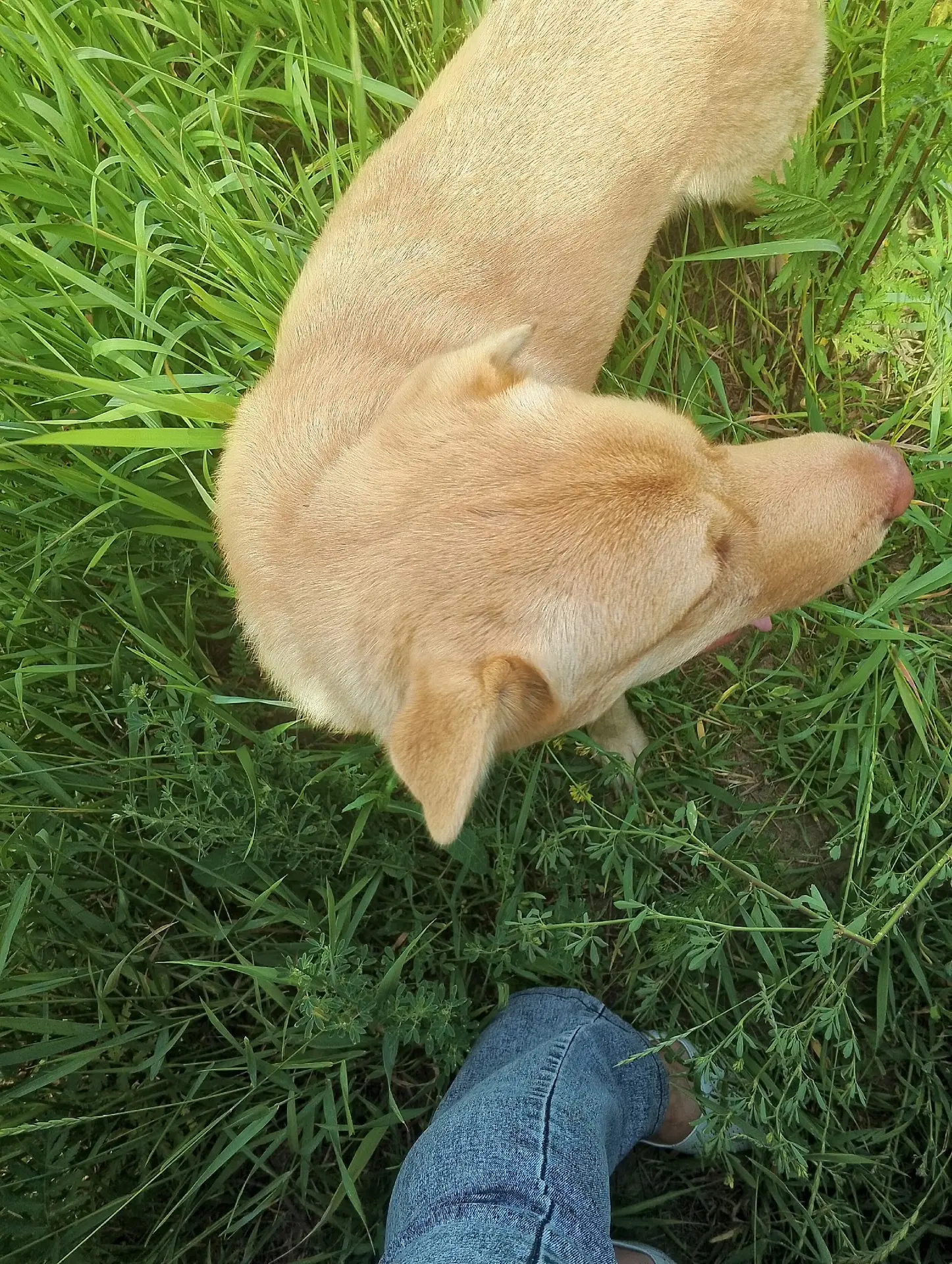 🐕Чей пёсик бегает, где очистные. Молодой, рыжий, с ошейником. Под машину попасть может. Попыталась 