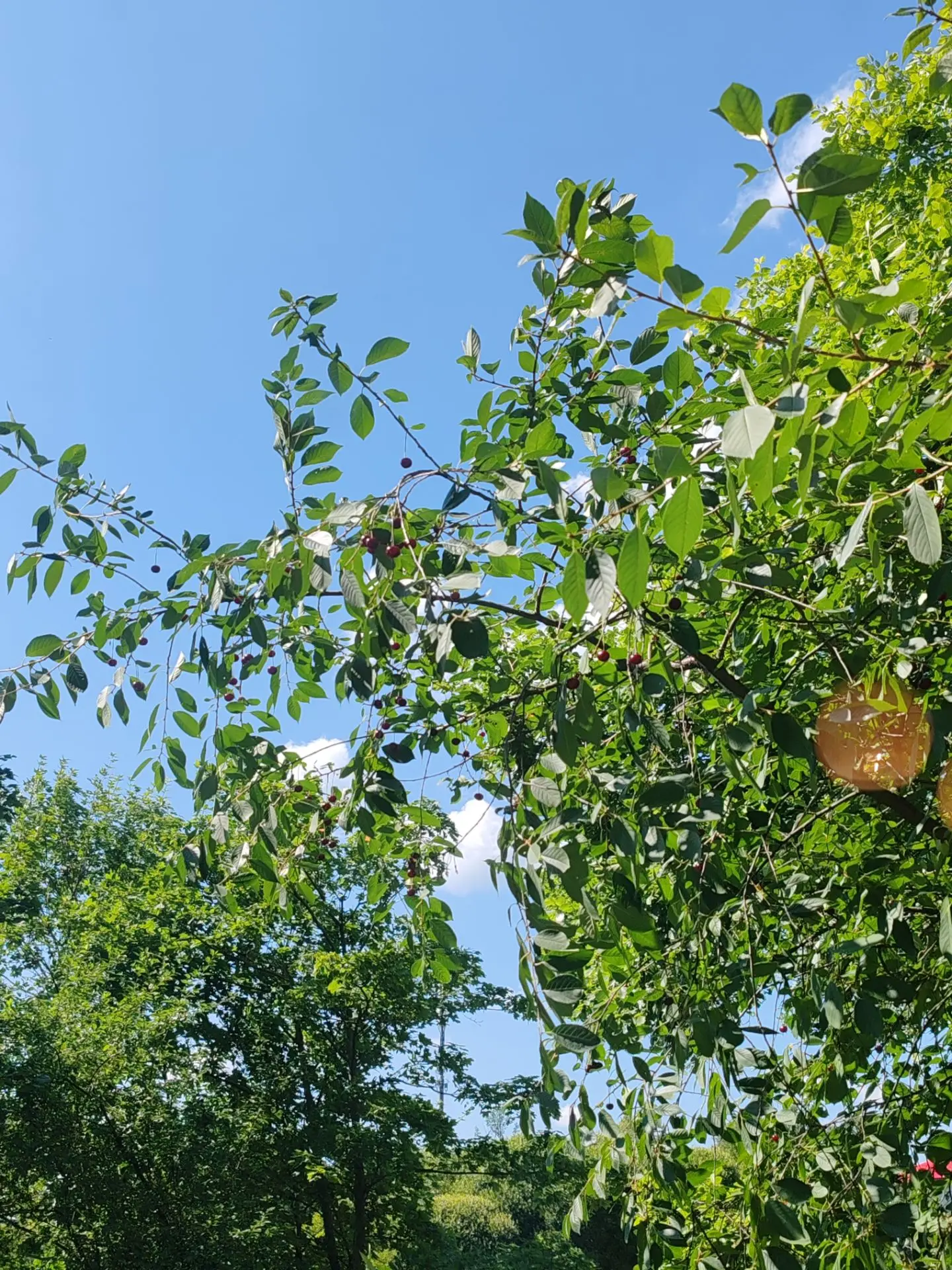 Ягодки созрели, собрала чуток со второго этажа😊 под балконом ...