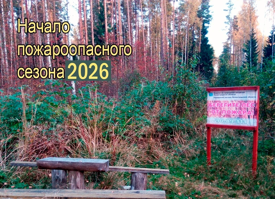 КАК НЕДРОПОЛЬЗОВАТЕЛЮ ПОДГОТОВИТЬ АРЕНДОВАННЫЙ ЛЕСНОЙ УЧАСТОК К ПОЖАРООПАСНОМУ СЕЗОНУ?