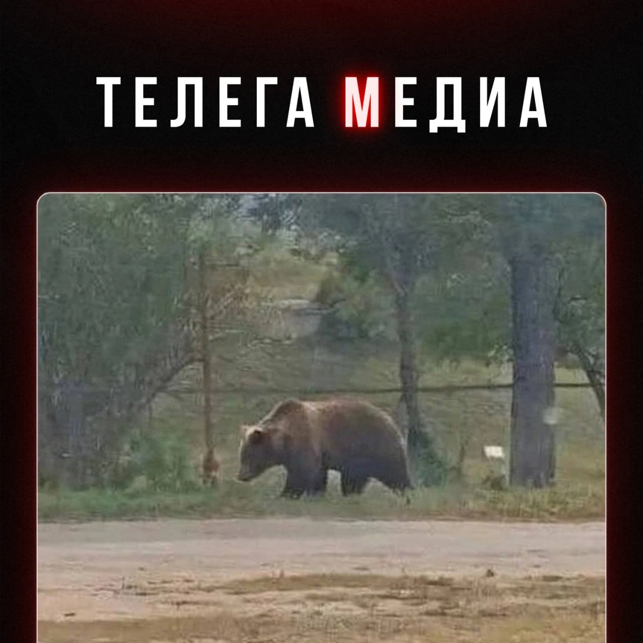 Мордочекинг не пройден