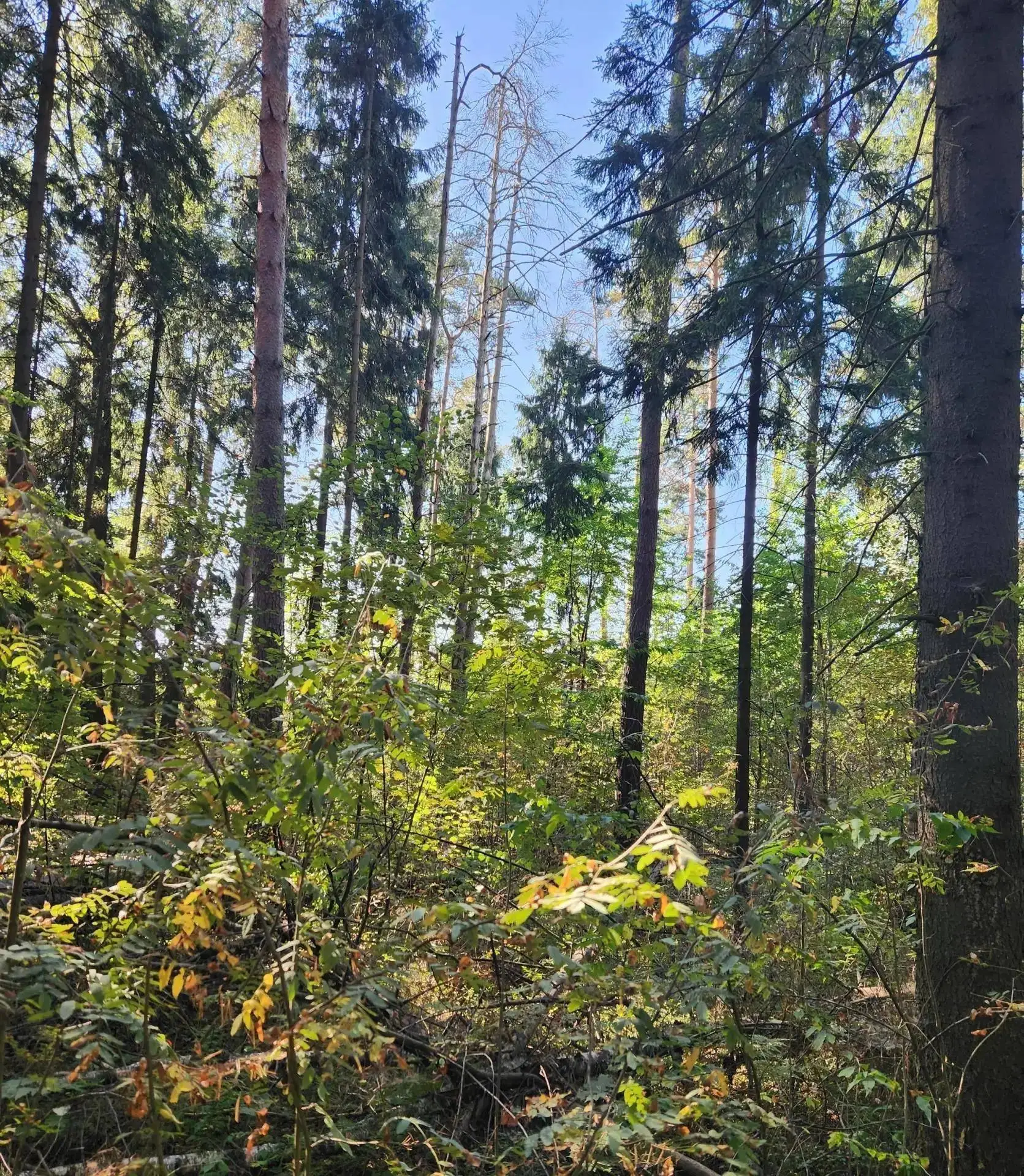 🌲 Рядом с Новой Купавной проведут санитарную рубку леса