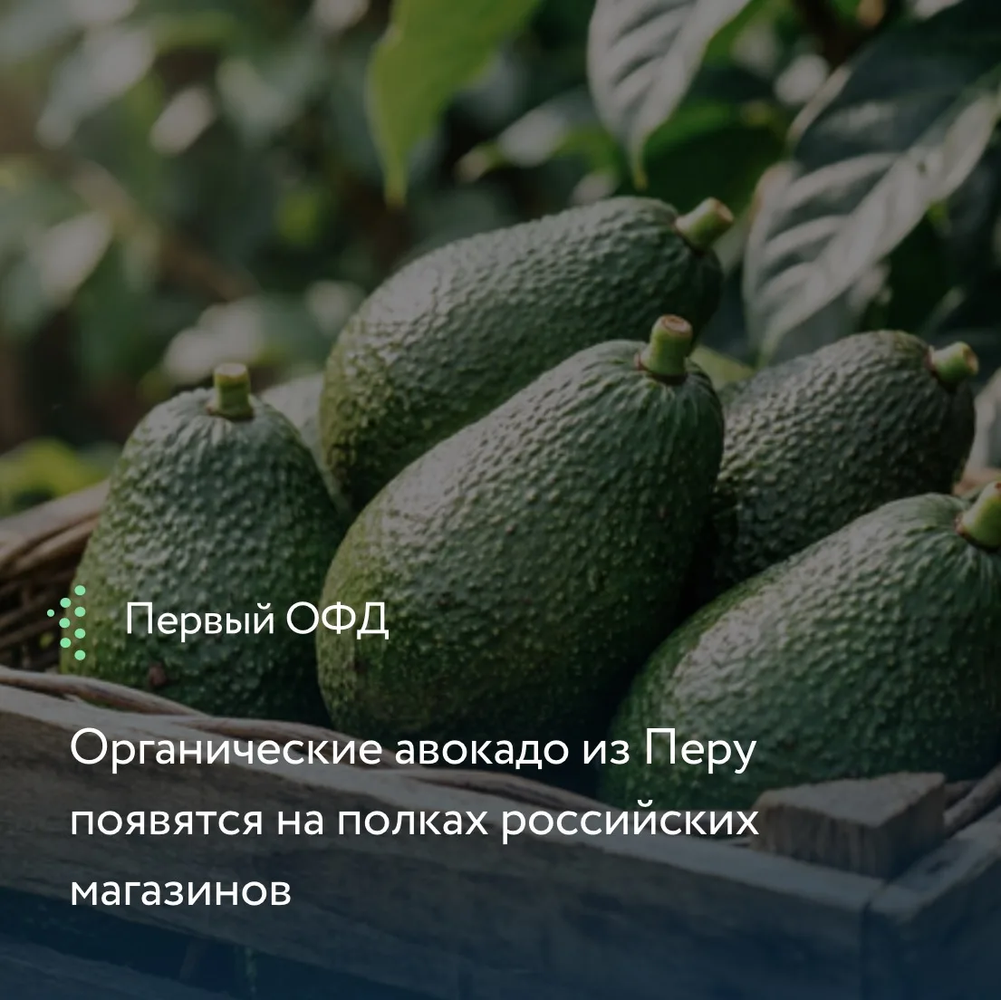 Роскачество сертифицировало первого производителя органики из Перу – компанию Masojo (г...