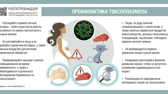 📍Токсоплазмоз: что нужно знать о «кошачьей» инфекции?

🐈 Токсоплазмоз — это паразитарное заболеван