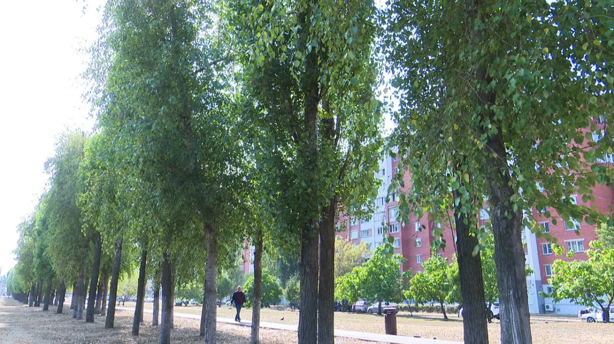 Зачем Сталин приказал массово засадить города тополями  1. После войны города выглядели как выжженно