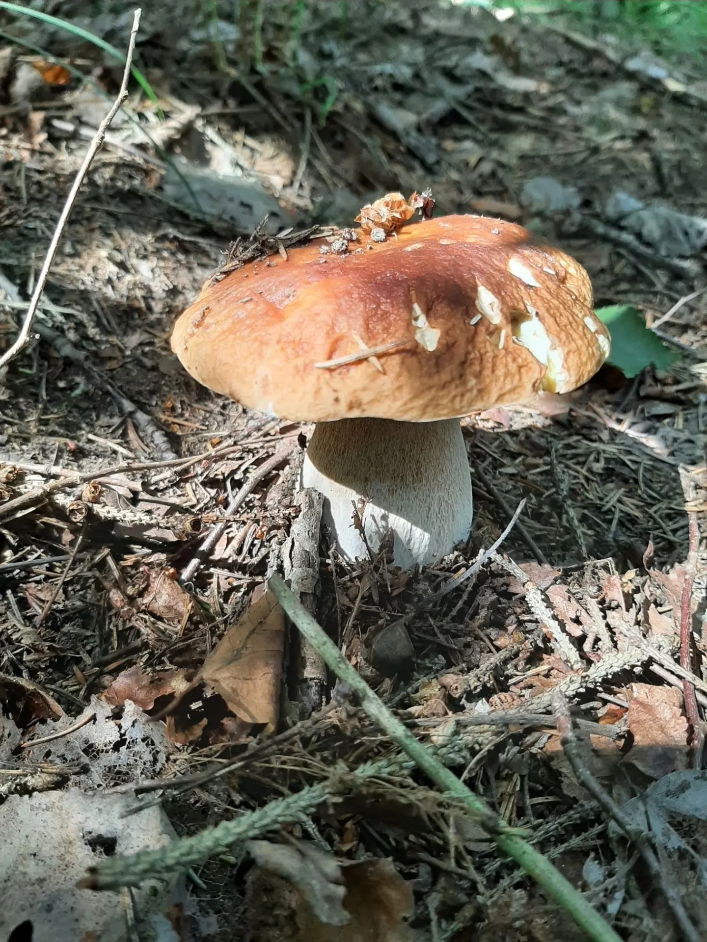 🍄 В лесах Красноармейска пошли грибы