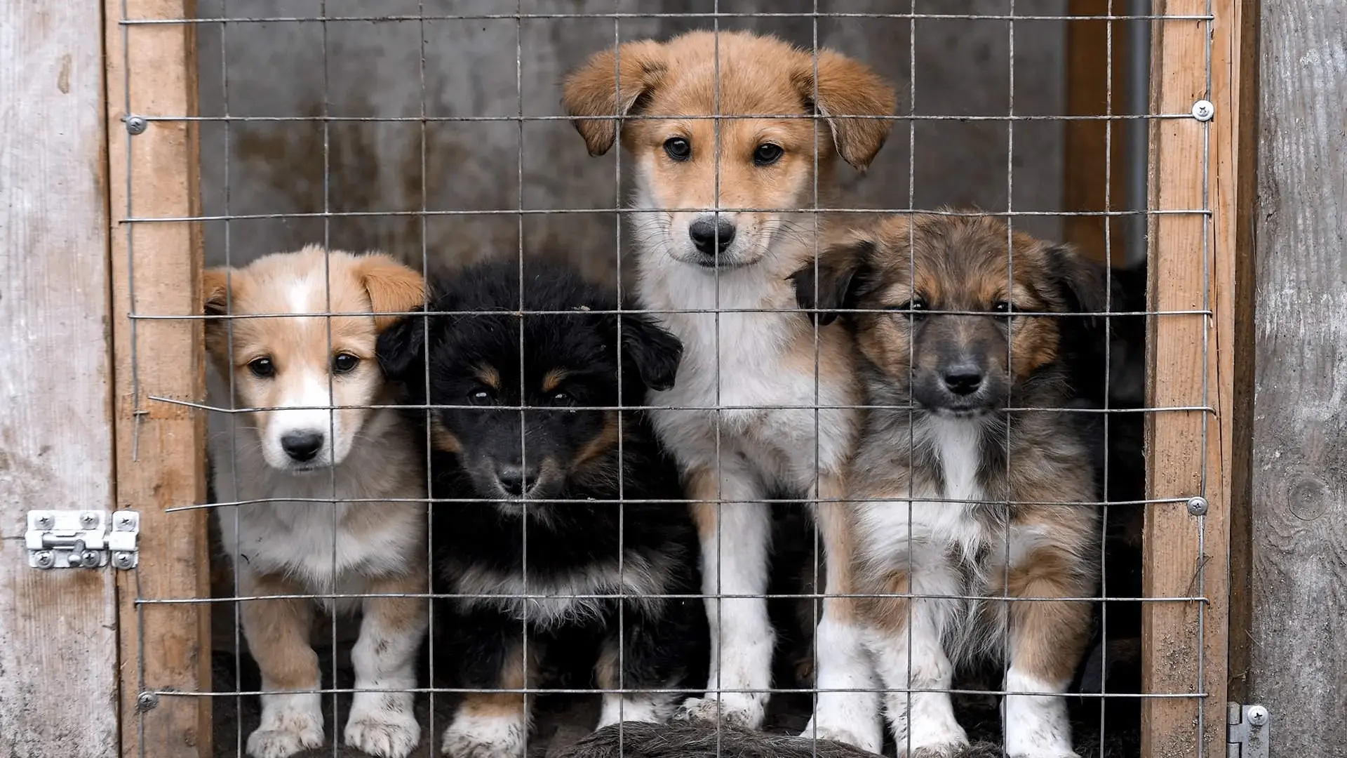 🐶🐱 В России предложили ввести налоговый вычет за содержание животных из приюта