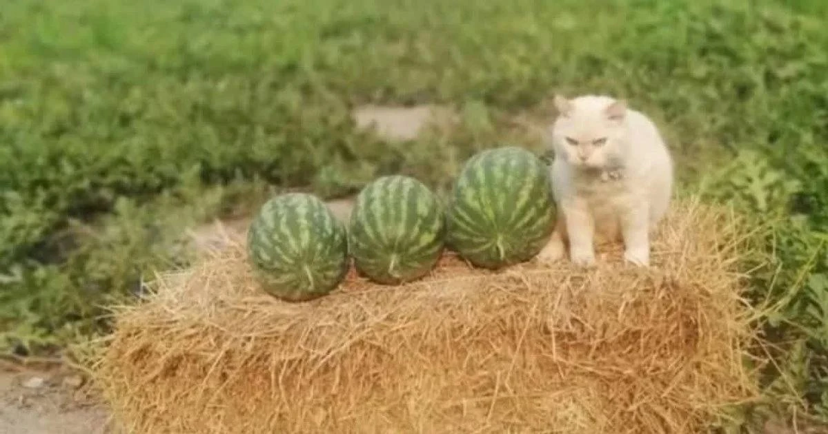 👀 Кот, который охраняет арбузы.