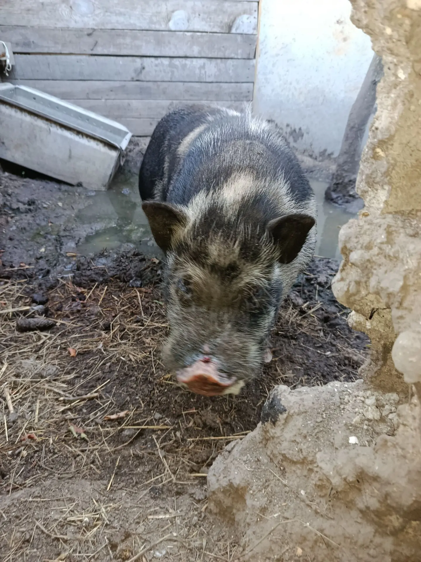 ❤️ Дон Хуан 🐽🐷, Дома 🏘️. Мы его достали 👍😁. Благодарю 🫂 соседа, Русика за оказани...
