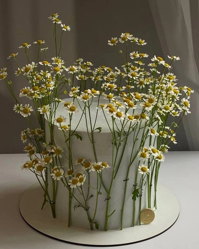 Ромашковое поле на вашем столе 🌼