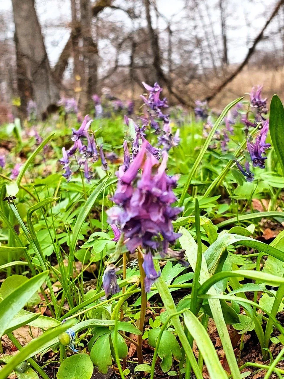 🌸 Весенняя магия в лесах Воронежа! 🌿  Друзья, наступила та самая волшебная пора, когда наши леса укр