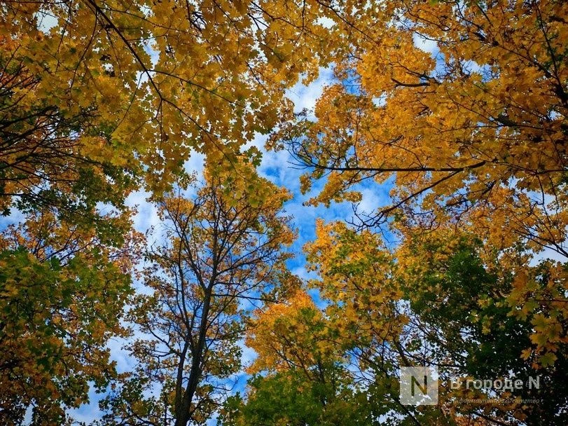 🍁 Каким будет сентябрь в Нижнем Новгороде? Ждать ли нам бабьего лета? Или погодных сюр...