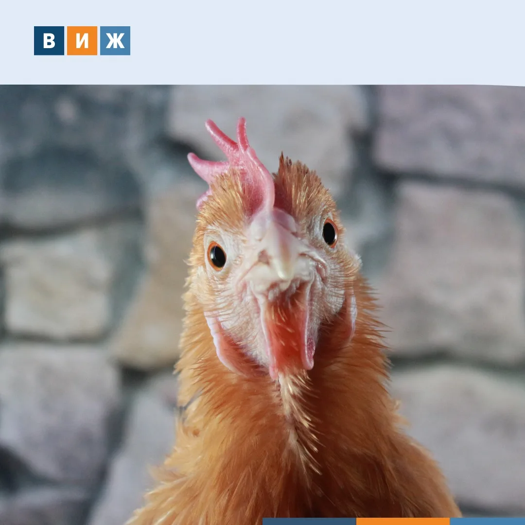 🐔Денег куры не клюют. А друг друга — вполне