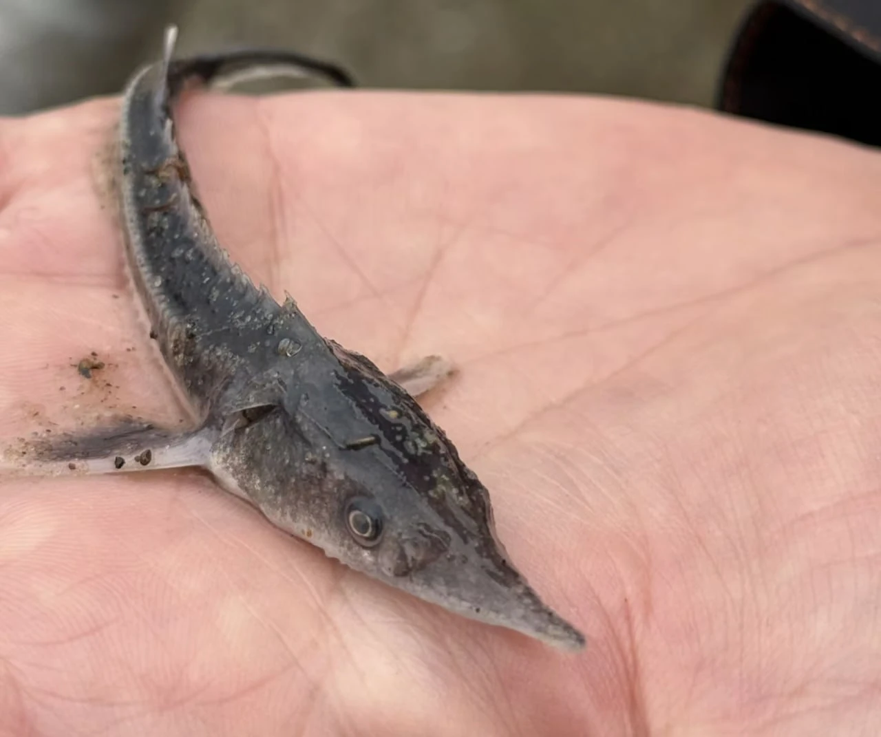 🐟 В Куйбышевское и Чебоксарское водохранилища выпустили более 33 тысяч мальков ценных ...