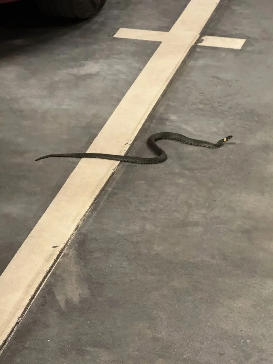 🐍 Уж заполз в паркинг ЖК «Новое Очаково»