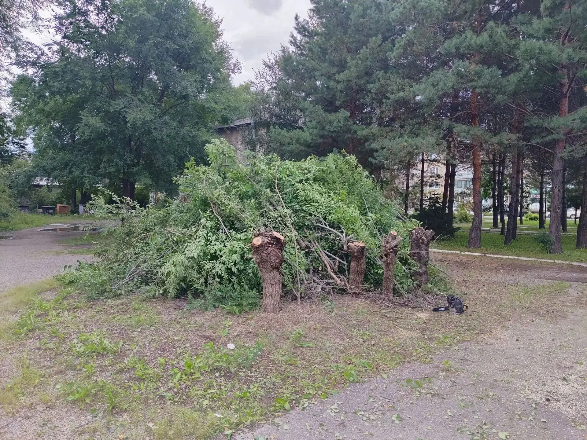 ‎Вот и наступила ранняя осень- самый комфортный период для ручного труда в сфере благоу...