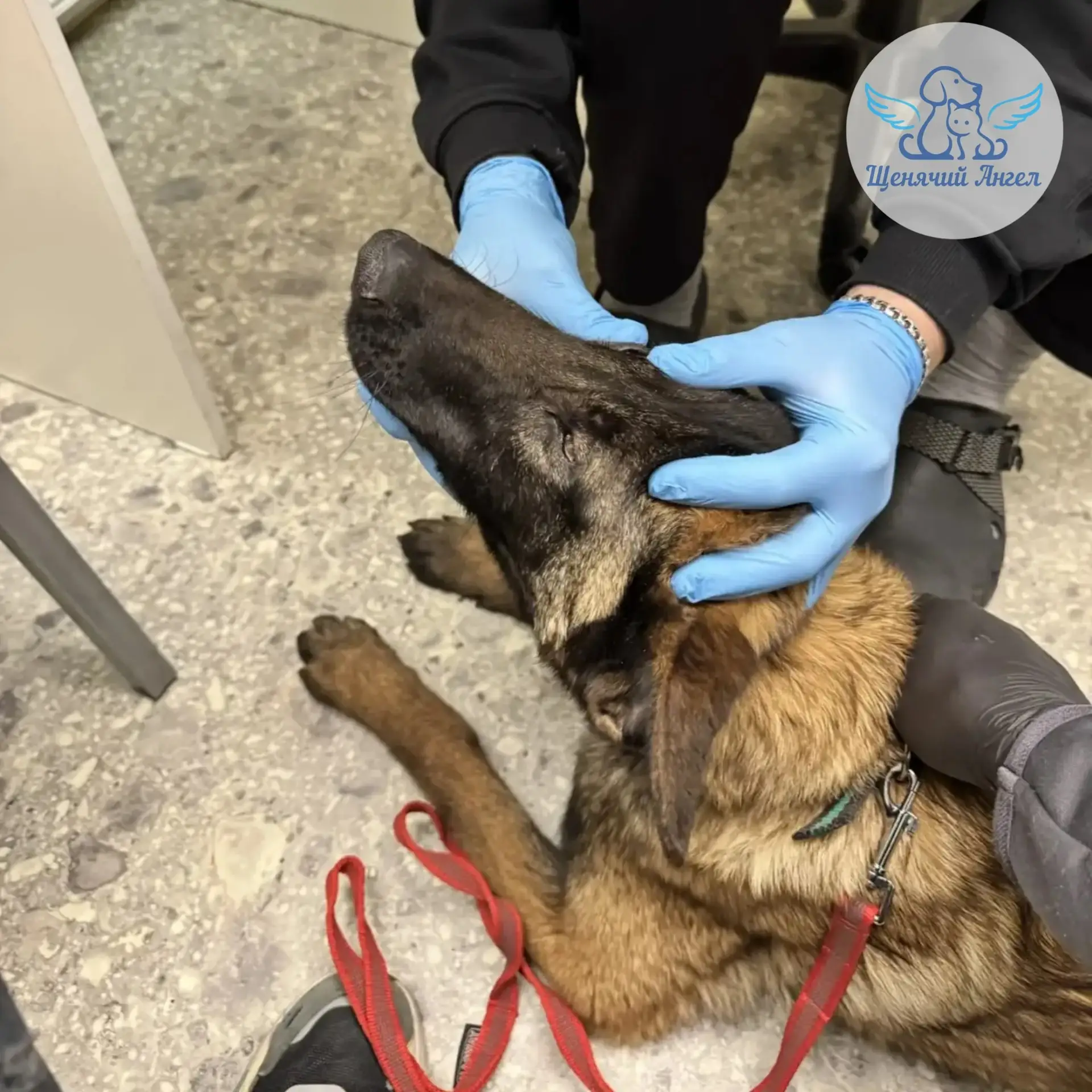 НОВОСТИ КОБАЛЬТА: МАЛЕНЬКИЕ БОЛЬШИЕ УСПЕХИ 🐾

Друзья, сегодня рассказываем о Кобальте – слепом щену