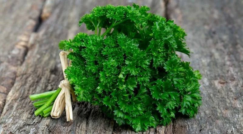 Уникальный источник здоровья - обычная петрушка!  🌿 Грипп, ОРЗ, ангина, корь, ветряная оспа 1 ч. лож