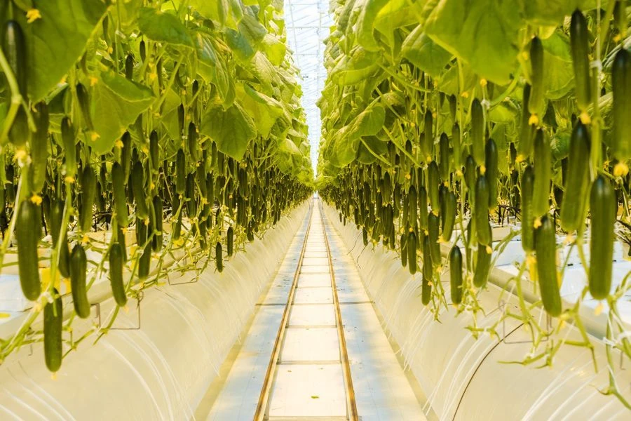 22,5 тысячи тонн овощей — и это только из теплиц 🥒🍅