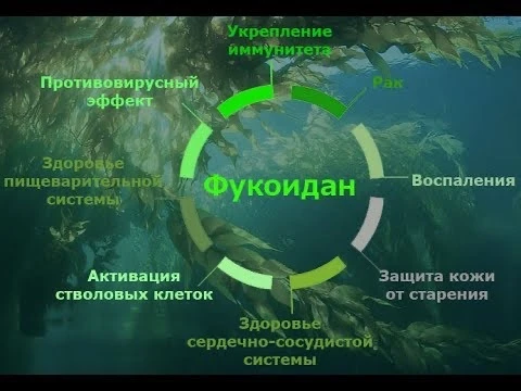 Сегодня мы много говорили о фукоидане. О его истории, механизмах, форматах, синергии. Н...
