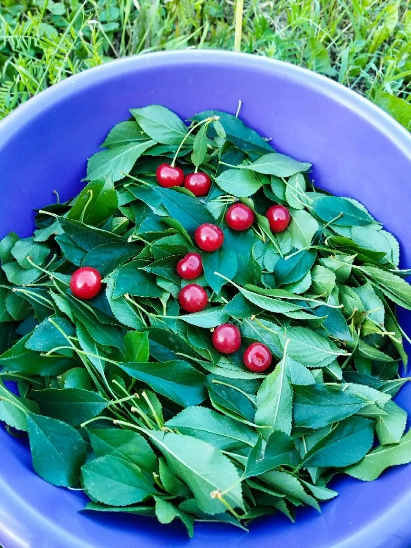 Как приготовить чай из листа вишни 🍒 и в чем его польза❓

Вишня замечательное садовое дерево, котор