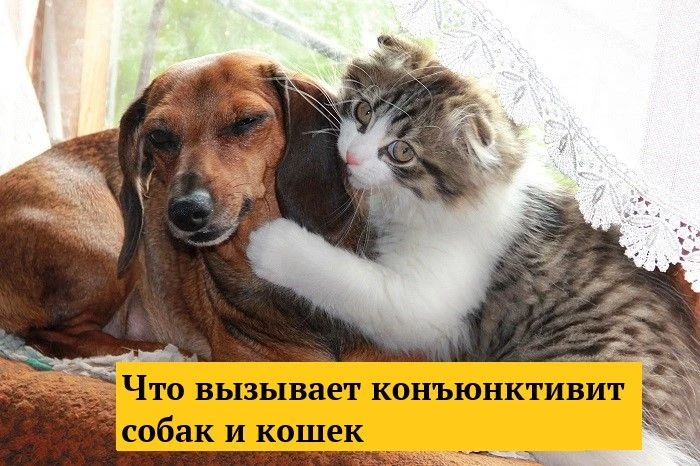 Конъюнктивит — воспаление конъюнктивы, слизистой оболочки глаза. Его основные признаки ...