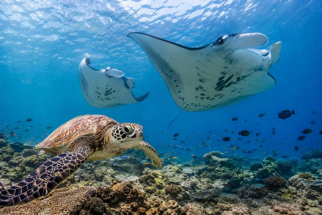 🐢 Мальдивы — это не только белоснежные пляжи. Здесь можно увидеть морских черепах, ман...