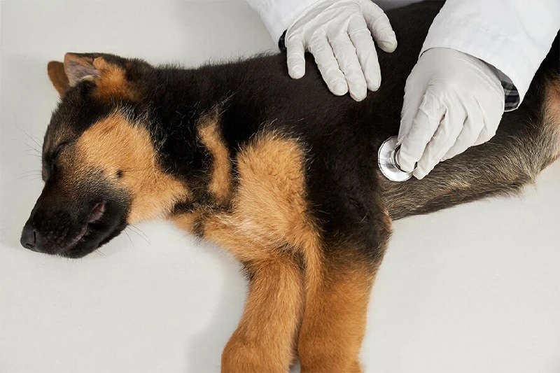 🐶 В Белогорске ввели карантин по бешенству в гостинице «Зоодом»